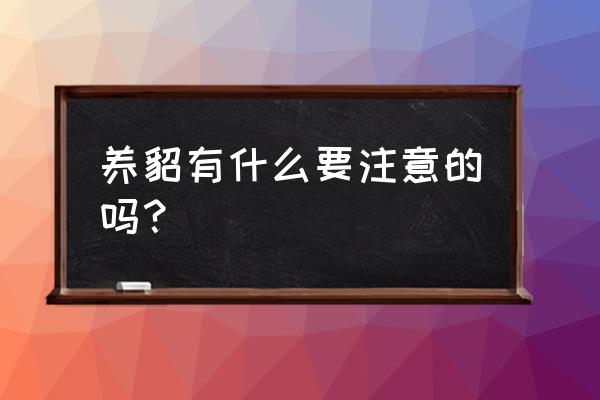 宠物雪貂注意那些 养貂有什么要注意的吗？