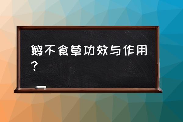 鹅不食草的功效与禁忌 鹅不食草功效与作用？