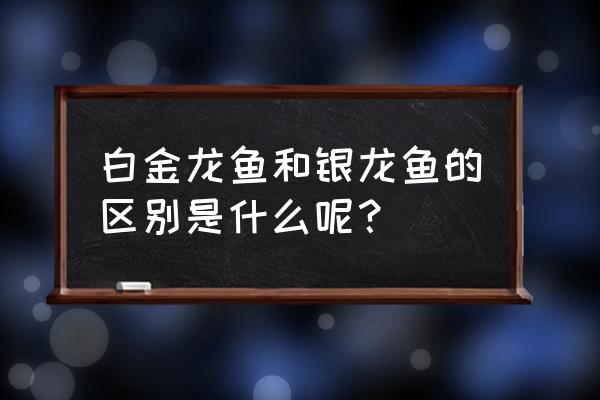 银龙鱼和白金龙鱼 白金龙鱼和银龙鱼的区别是什么呢？