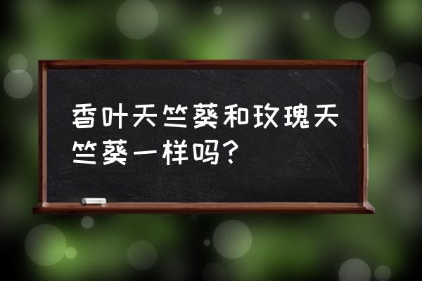 香叶天竺葵和玫瑰天竺葵 香叶天竺葵和玫瑰天竺葵一样吗？