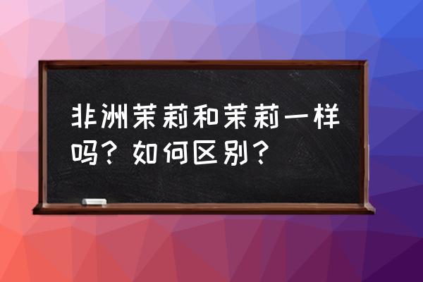 非洲茉莉和普通茉莉的区别 非洲茉莉和茉莉一样吗？如何区别？