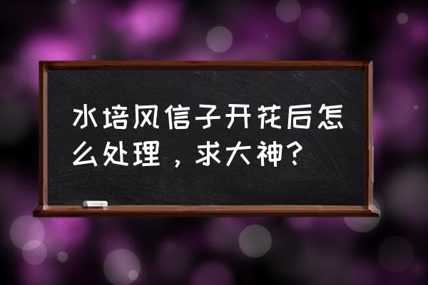 水培风信子开花后怎样处理 水培风信子开花后怎么处理，求大神？