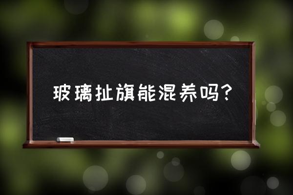 玻璃扯旗能群游吗 玻璃扯旗能混养吗？