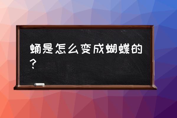 蛹化成蝶的过程 蛹是怎么变成蝴蝶的？