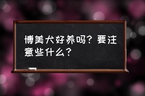 博美犬好养吗聪明吗 博美犬好养吗？要注意些什么？