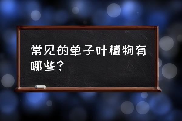 单子叶植物的特征 常见的单子叶植物有哪些？