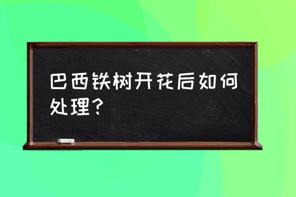 巴西铁树开花 巴西铁树开花后如何处理？