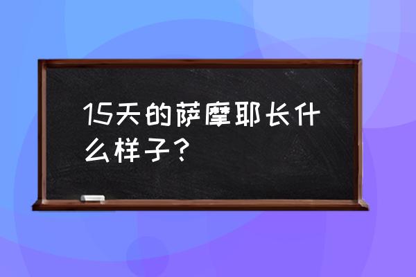 萨摩耶幼犬特征 15天的萨摩耶长什么样子？