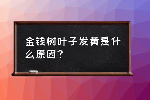 金钱树底部叶子发黄 金钱树叶子发黄是什么原因？