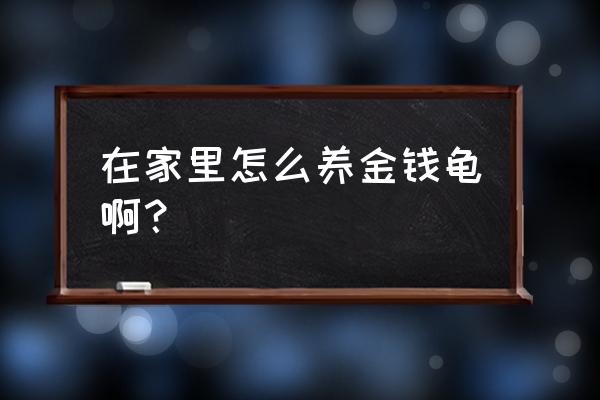 家里如何养金钱龟 在家里怎么养金钱龟啊？