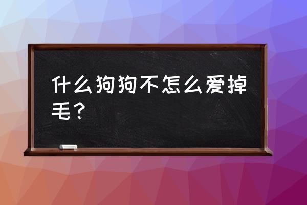 见吉格里芬凡丁犬 什么狗狗不怎么爱掉毛？