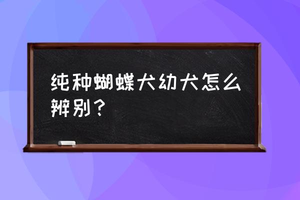 如何判断是蝴蝶犬幼犬 纯种蝴蝶犬幼犬怎么辨别？