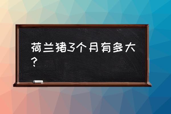 荷兰猪3个月能长多大 荷兰猪3个月有多大？