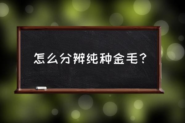 纯种金毛的特点 怎么分辨纯种金毛？