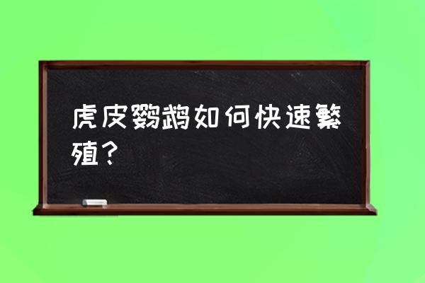 虎皮鹦鹉繁殖注意事项 虎皮鹦鹉如何快速繁殖？