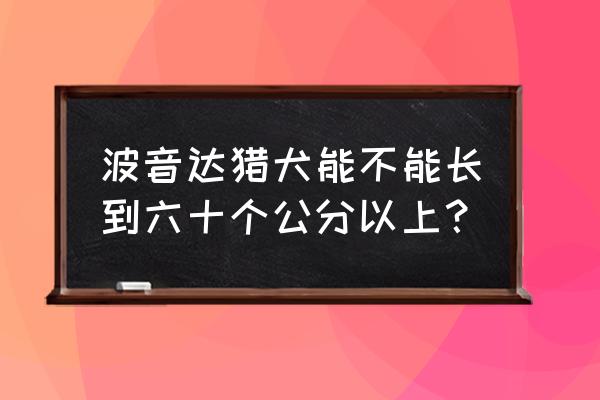 波音达猎犬排名第几 波音达猎犬能不能长到六十个公分以上？