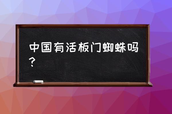 金钱活门蛛的简介 中国有活板门蜘蛛吗？