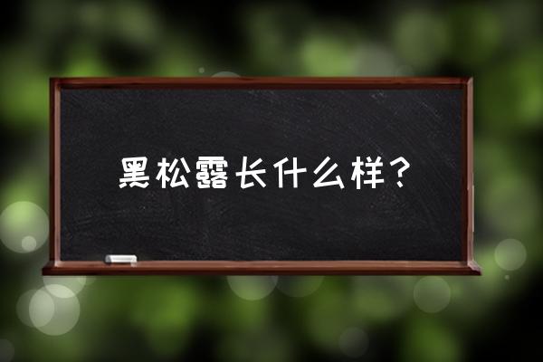 黑松露是什么样子的 黑松露长什么样？