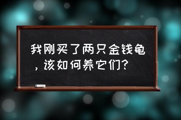 新手怎么养金钱龟 我刚买了两只金钱龟，该如何养它们？