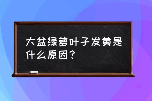 大叶绿萝叶子发黄怎么办 大盆绿萝叶子发黄是什么原因？