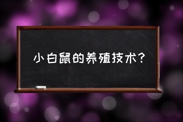 小白鼠的养殖技术 小白鼠的养殖技术？