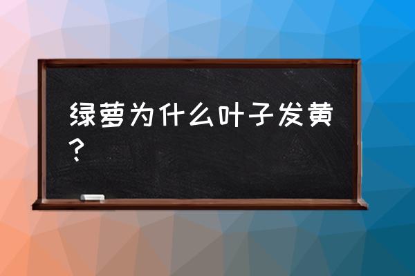 绿萝叶子发黄是什么原因 绿萝为什么叶子发黄?