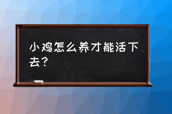 小鸡怎么样才能养活 小鸡怎么养才能活下去？