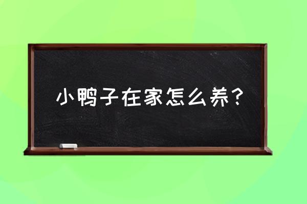 小鸭子在家怎么养 小鸭子在家怎么养？