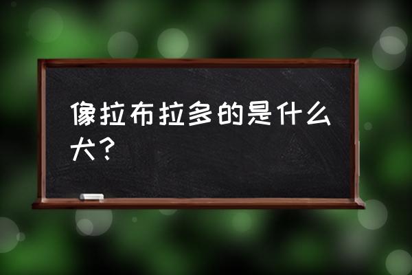 长的像拉布拉多的狗叫什么 像拉布拉多的是什么犬？