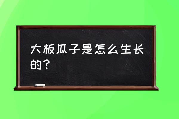 大板瓜子怎么长的 大板瓜子是怎么生长的？