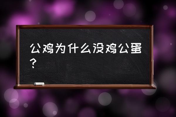 鸡公蛋是母鸡还是公鸡 公鸡为什么没鸡公蛋？