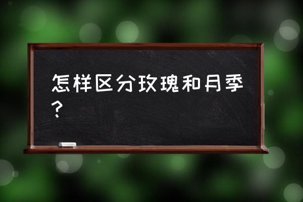 玫瑰跟月季怎么区分 怎样区分玫瑰和月季？