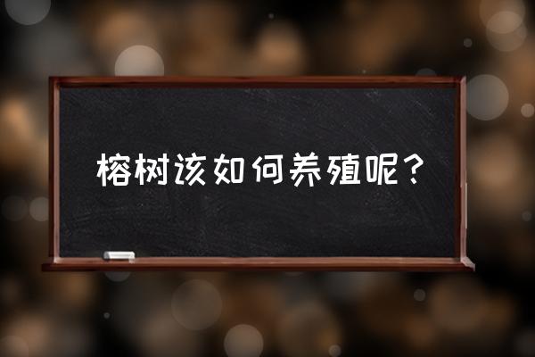 榕树的养殖方法如下 榕树该如何养殖呢？