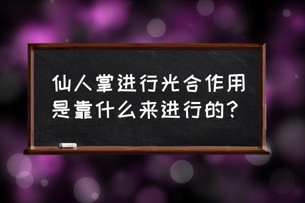 仙人掌进行光合作用是一 仙人掌进行光合作用是靠什么来进行的？