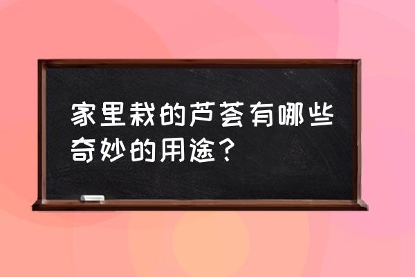 芦荟的用途及功效 家里栽的芦荟有哪些奇妙的用途？