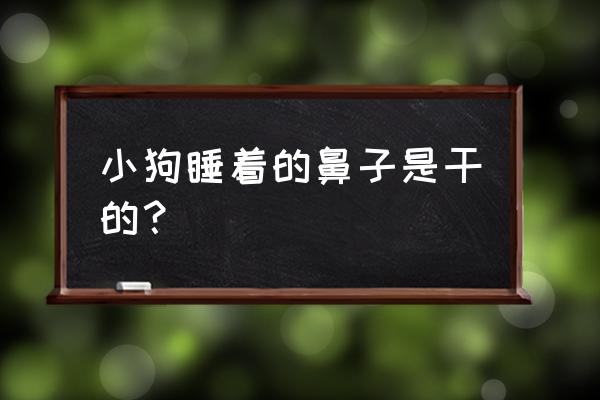 狗狗睡觉鼻子干 小狗睡着的鼻子是干的？