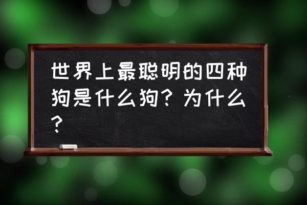 哪一种狗最聪明 世界上最聪明的四种狗是什么狗？为什么？