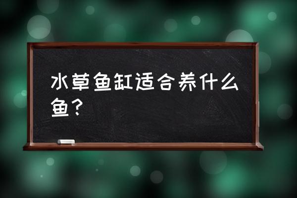 草缸养什么鱼好看 水草鱼缸适合养什么鱼？