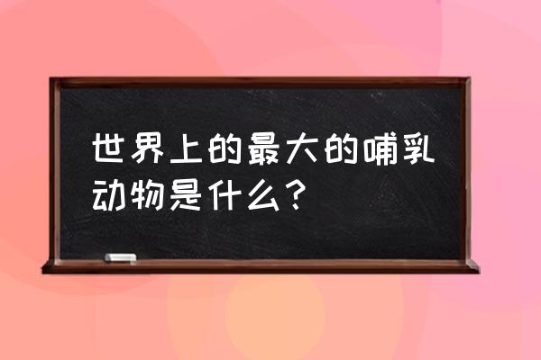 世界上最大的哺乳动物排名 世界上的最大的哺乳动物是什么？