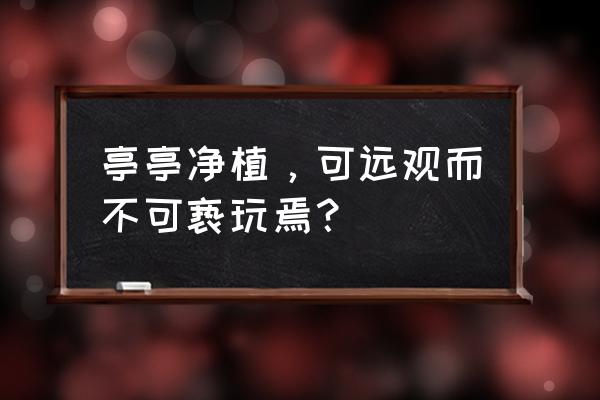 亭亭净植后面一句是什么 亭亭净植，可远观而不可亵玩焉？