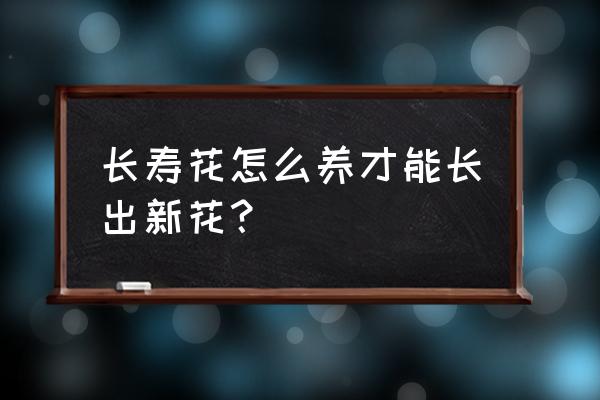 长寿花怎么养才开花 长寿花怎么养才能长出新花？