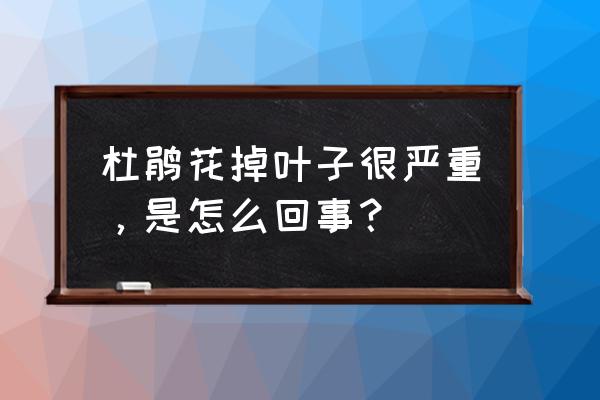 杜鹃花大量掉叶子 杜鹃花掉叶子很严重，是怎么回事？