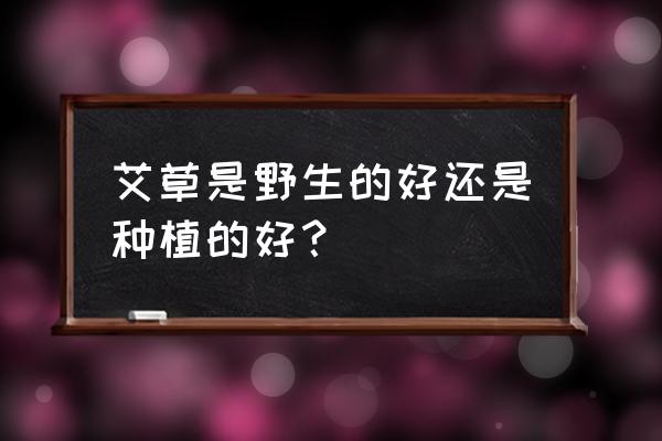 野艾蒿的功效与作用 艾草是野生的好还是种植的好？