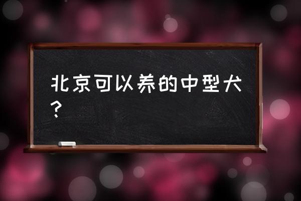 荷兰毛狮犬属于中型犬吗 北京可以养的中型犬？