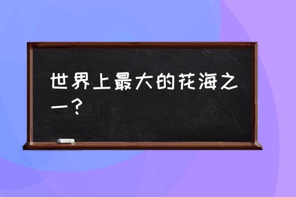 世界最大的薰衣草花海 世界上最大的花海之一？