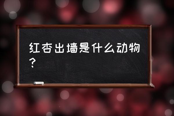 红杏出墙是什么生肖动物 红杏出墙是什么动物？