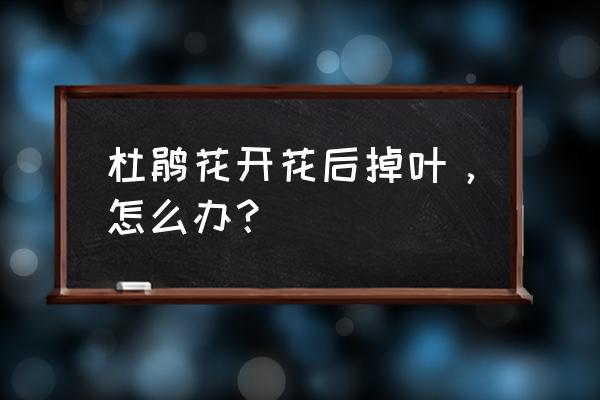 杜鹃花掉叶子掉花苞 杜鹃花开花后掉叶，怎么办？