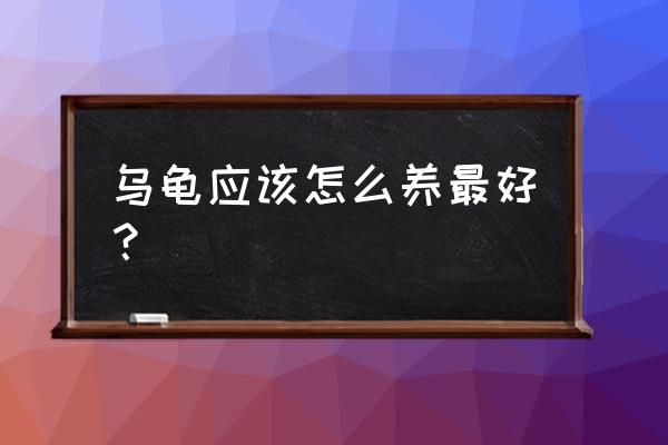 怎样养乌龟才是最好的 乌龟应该怎么养最好？