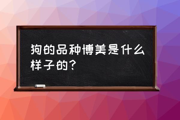 真正的美系博美是怎样的 狗的品种博美是什么样子的？