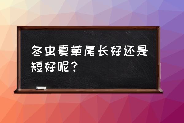 怎样的冬虫夏草最好 冬虫夏草尾长好还是短好呢？